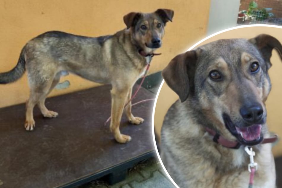 Hund Ares hat bereits einiges durchmachen müssen: Jetzt hofft er auf ein besseres Leben