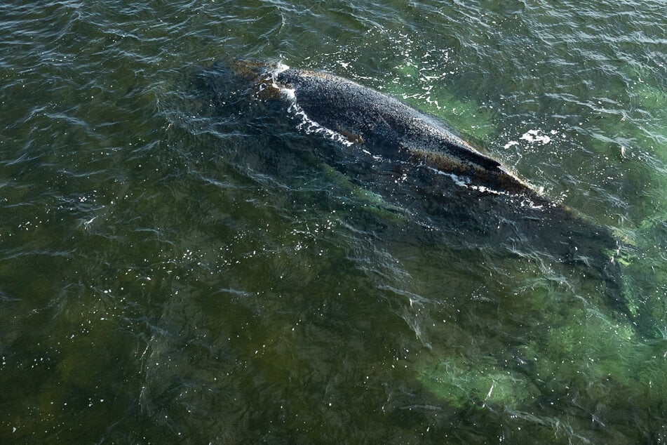 Buckelwal liegt weiterhin in Bucht vor Wismar: Experten nähern sich auf Booten