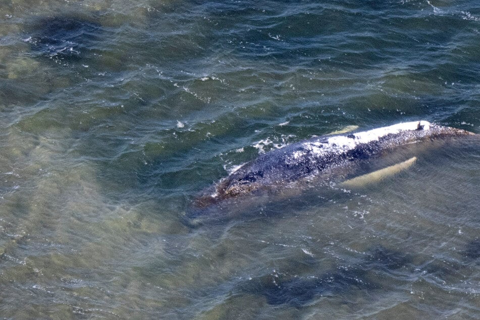 Schafft es "Timmy" heute ins Fahrwasser? Tierärztin Dr. Jenna Wallace: "Lasst dieses Tier in Ruhe"