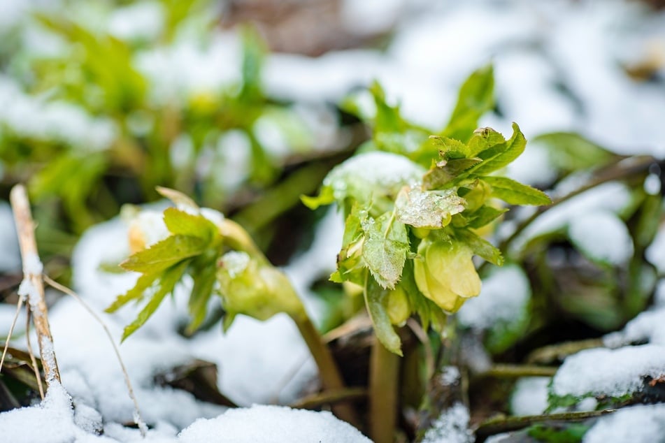 Christrose erfroren? Was tun, wenn sie bei Frost die Köpfe hängen lässt?