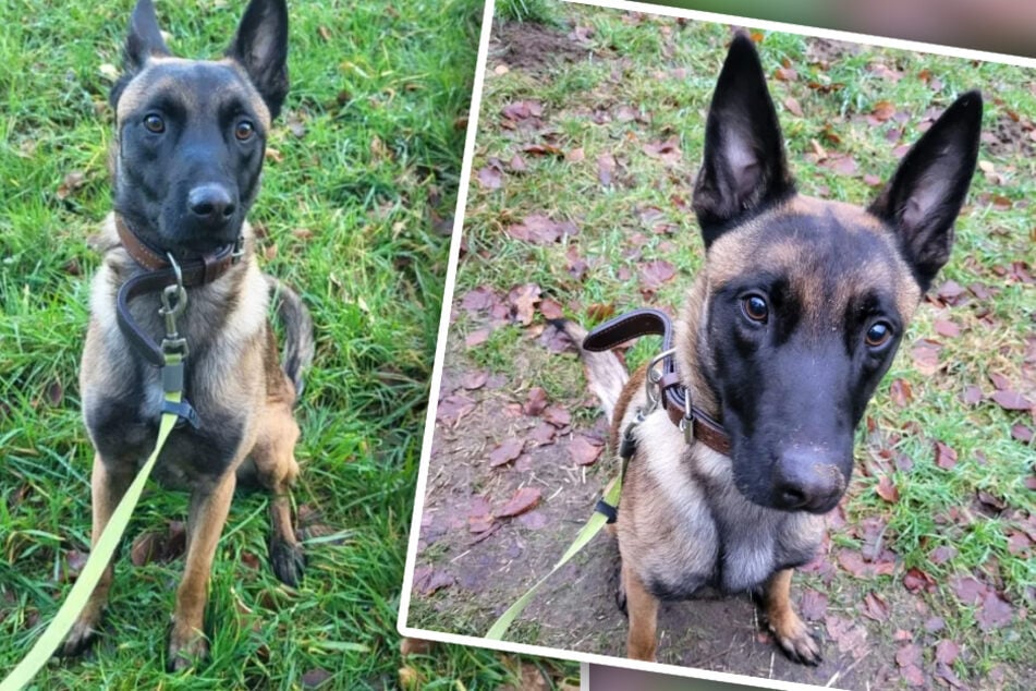 Junger Hund landet im Tierheim: Jetzt fürchtet er sich vor bärtigen Männern mit Mützen