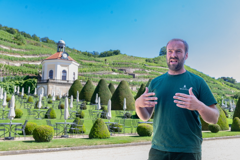 Weinbauleiter Till Neumeister (39) ist es eine Herzenssache, dass die historische Struktur der Weinberge erhalten bleibt.