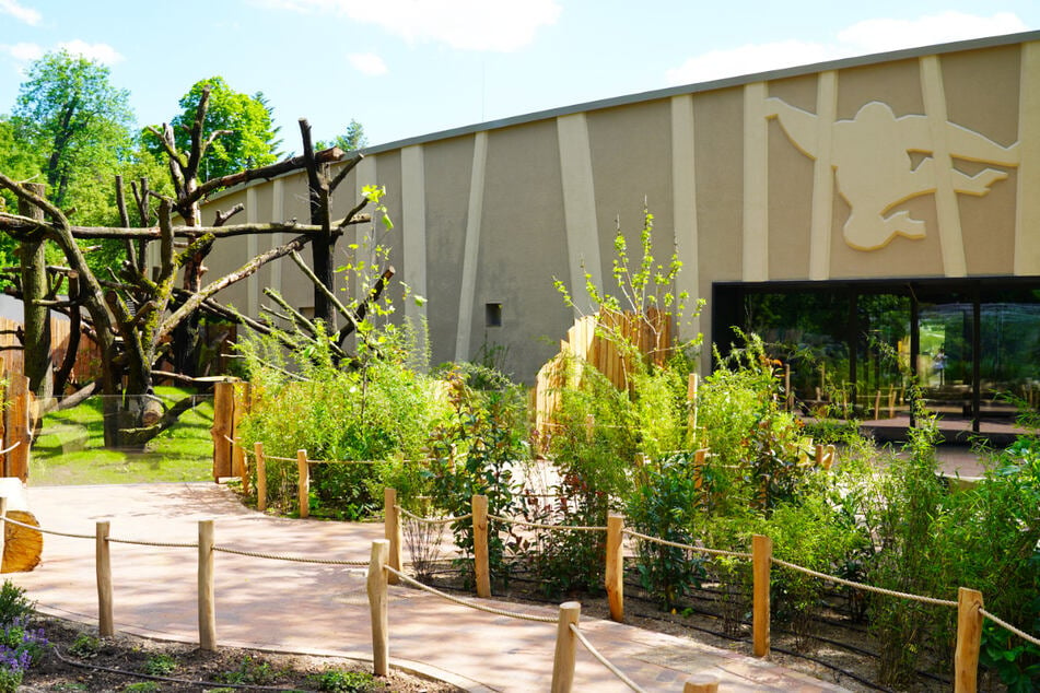 Am 18. Juni eröffnete das neue Orang-Utan-Haus nach drei Jahren Bau im Zoo Dresden.