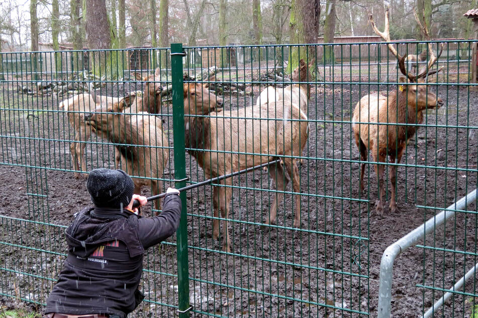 Für den Transport musste das Tier betäubt werden.