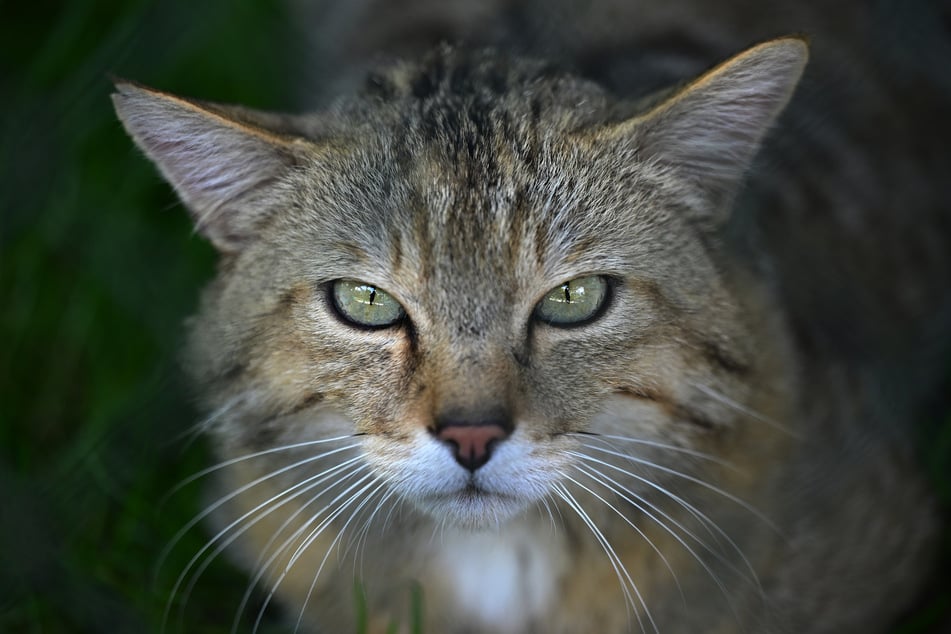 Auch wenn sie ihren zahmen Artgenossen sehr ähnlich sehen, sind Wildkatzen nicht mit Hauskatzen zu vergleichen. (Archivbild)