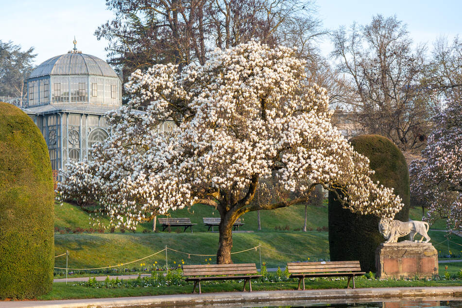 Der Magnolienbaum erstrahlt in weißer Blütenpracht.
