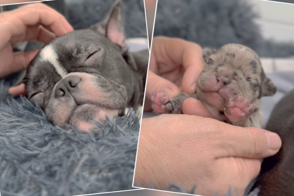 Welpe stirbt bei Not-Geburt: Besitzer lassen Hunde einfach in Klinik