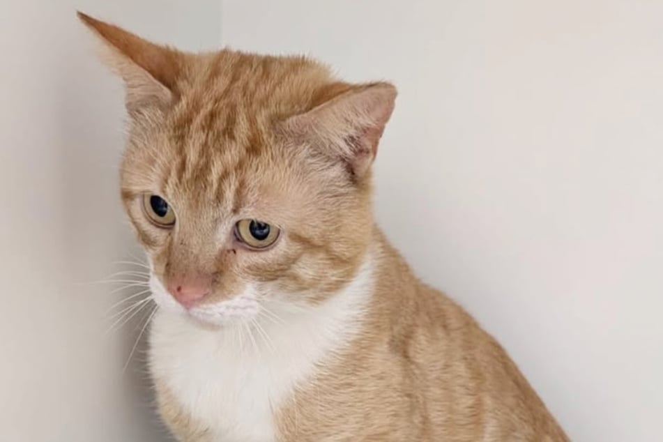 Karma is a Bitch: Der arme Kater wurde auf bittere Weise im Stich gelassen.