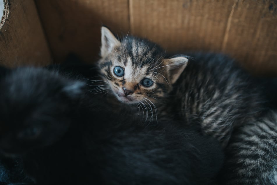 Les petits chats ont été soignés par une vétérinaire et se trouvent désormais dans un refuge pour animaux. (Image symbolique)