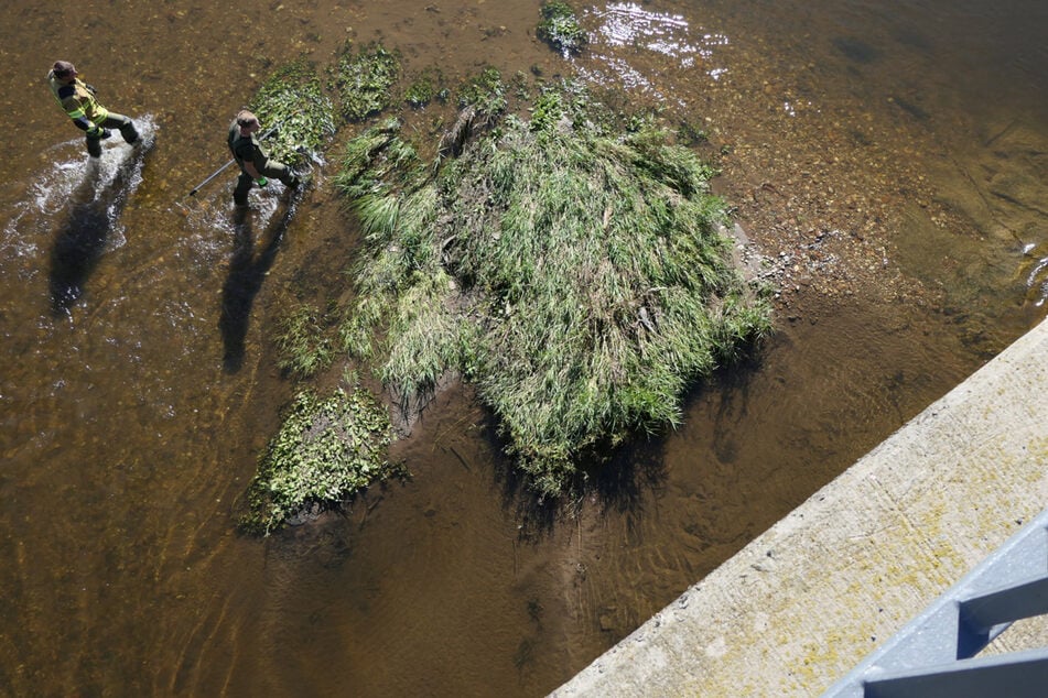 Mit einer Tierfangleine bewaffnet, pirschten sich die Einsatzkräfte an das vermeintliche Reptil ran.