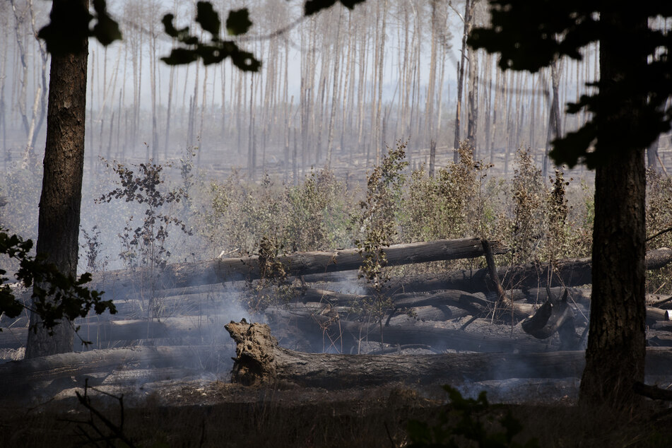 Das Waldbrand-Risiko in Sachsen ist derzeit enorm hoch. (Symbolbild).