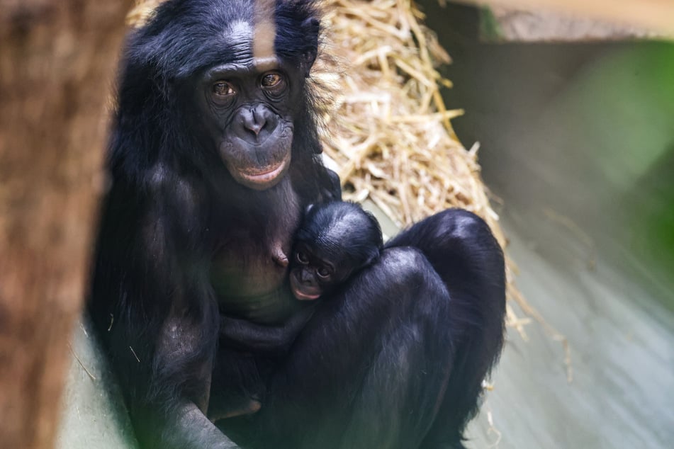 Im März wurde im Kölner Zoo ein Bonobo-Mädchen geboren.