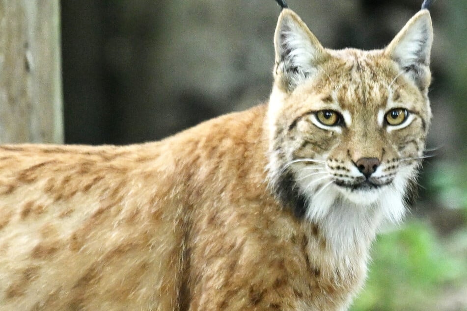 Luchs-Schädel in Plastiktüte entdeckt: Wo ist der übrige Körper?