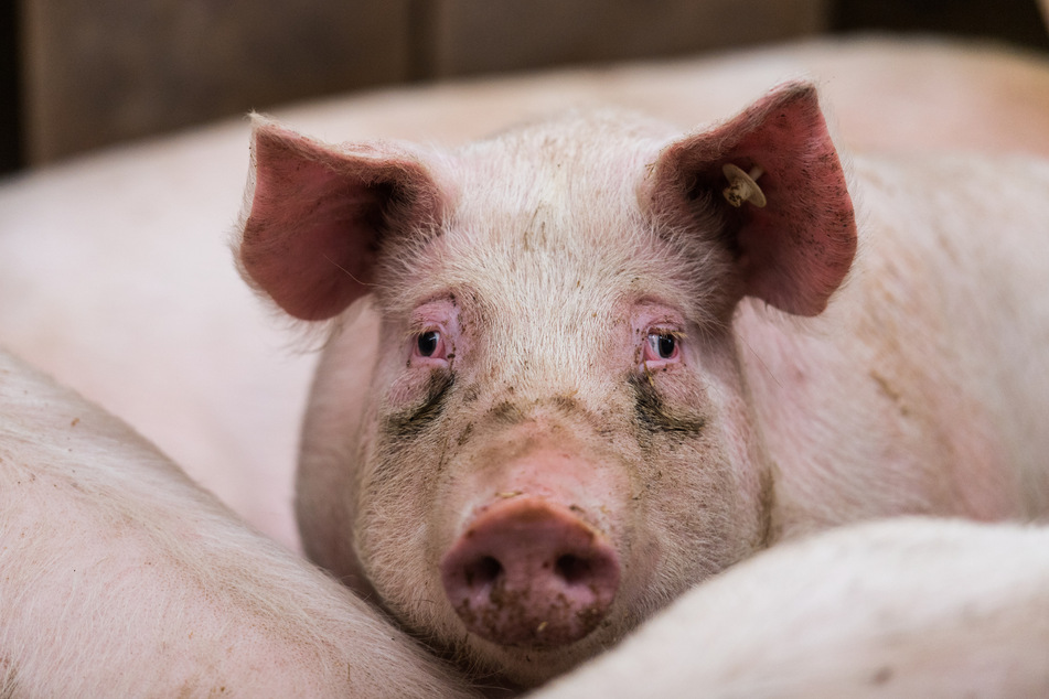 Der Landkreis Harz will der Ausbreitung der Afrikanischen Schweinepest entgegensteuern. (Symbolbild)