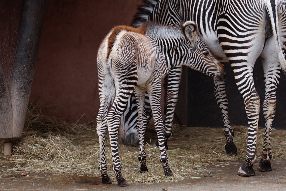 Seltenes Zebra-Fohlen in Deutschland geboren: Doch es kann nicht lange in seinem Zoo bleiben