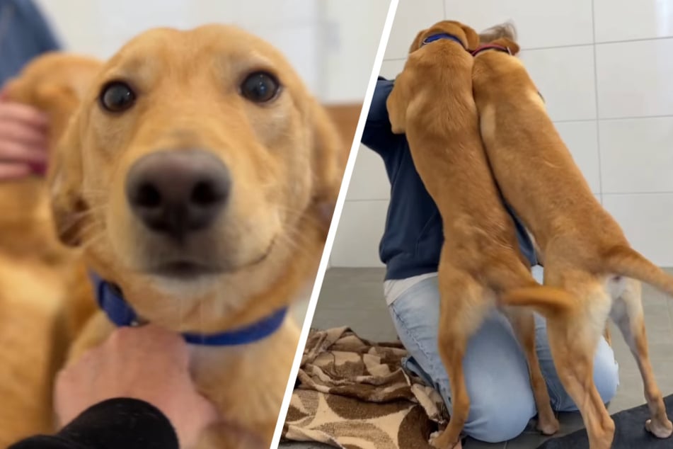 Die Junghunde haben noch nicht viel kennengelernt und sind entsprechend "chaotisch".