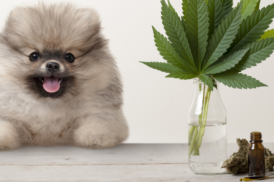 Can dogs and cats get high? What to do if your pet inhales weed smoke