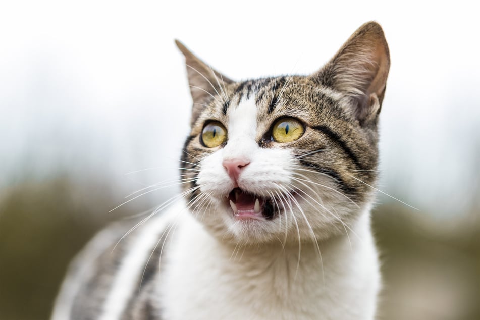 Cat chattering and chirping can indicate anger, or just the need to hunt.