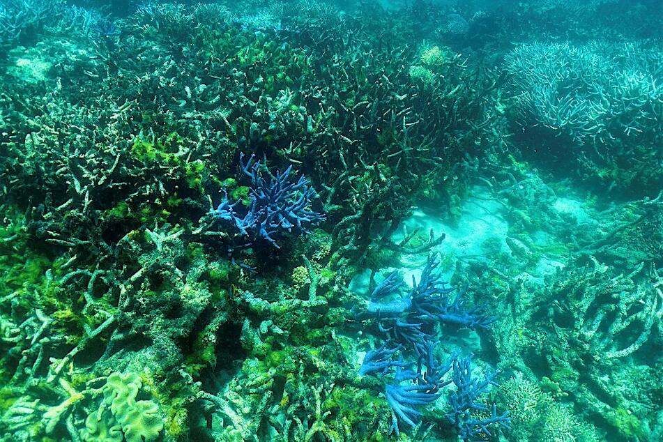 This photo taken on March 7, 2022, shows the current condition of the coral on the Great Barrier Reef, off the coast of the Australian state of Queensland.