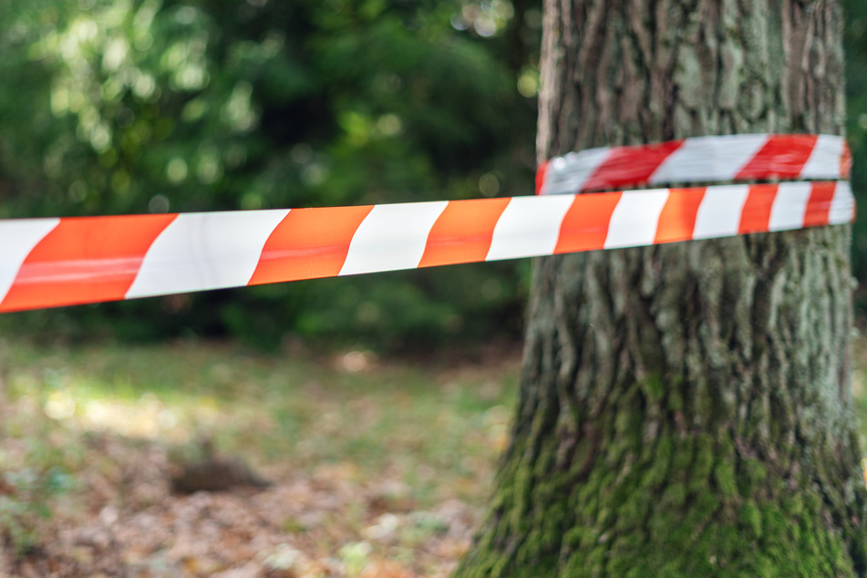 Im Harz wurde eine Frau von einem Baum erschlagen. (Symbolbild)