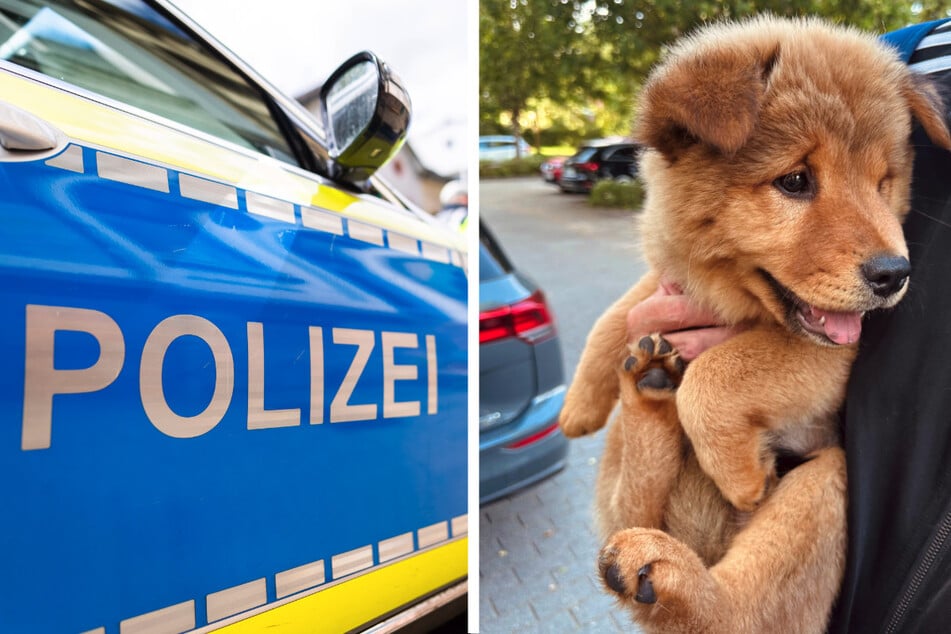 Die Polizei konnte einen am Mittwochabend vor einem Penny-Supermarkt in Neuruppin gestohlenen Hundewelpen finden und an seinen Besitzer übergeben.