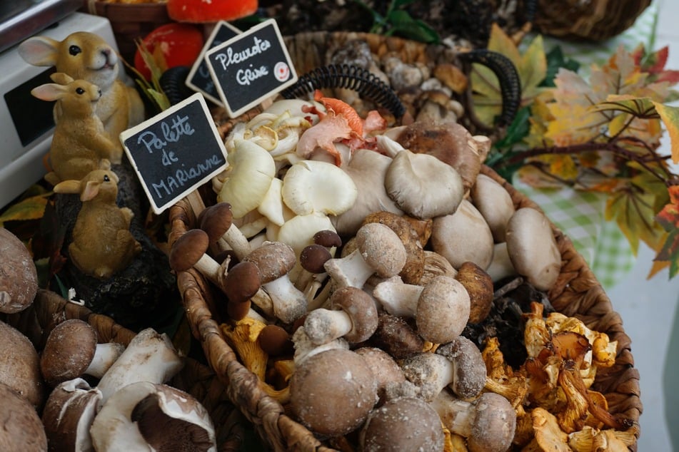 Keine Lust auf langes Pilzesuchen? Auf dem diesem Wochenmarkt in Chemnitz findest Du stets saisonale Leckereien. (Symbolbild)