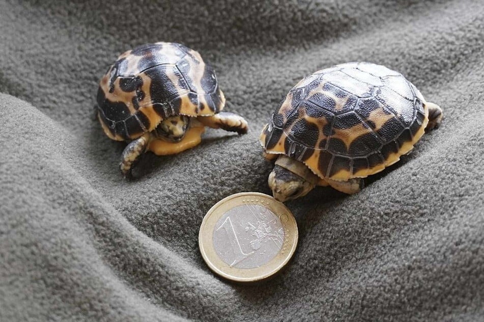 Die Spinnenschildkröten sind vom Aussterben bedroht.