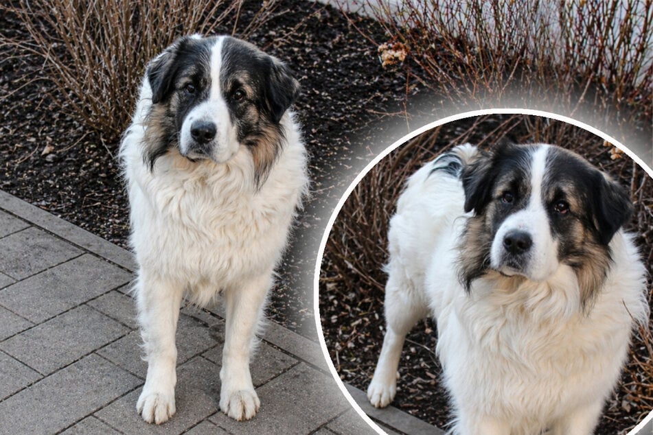 Hund Rudi hofft auf souveräne Halter. Wer gibt ihm eine Chance?