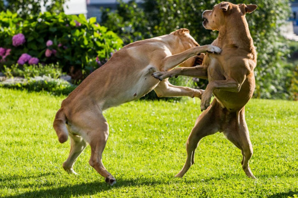 Zwei Hunde haben eine Frau in England in ihrem eigenen Garten attackiert. Sie starb in der Folge. (Symbolbild)