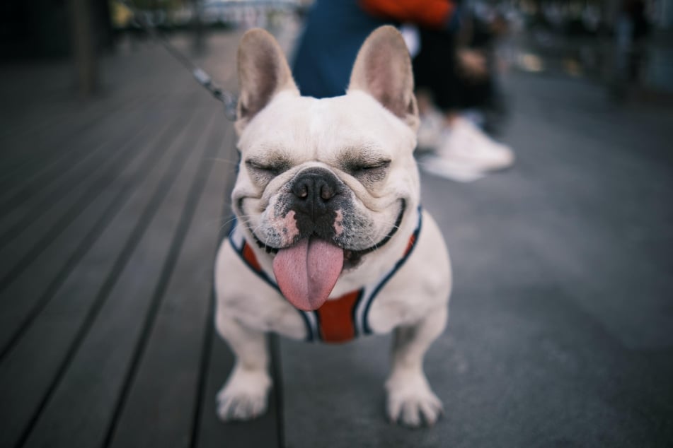 Die französische Bulldogge ist ein kleiner Muskelprotz, welche mit Charme fast jedes Herz erobern kann.