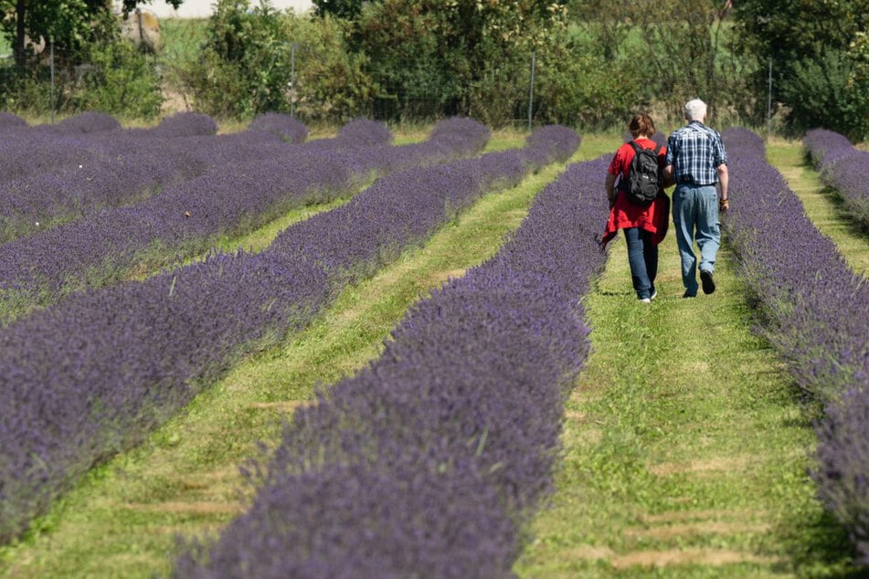 Lavendel-Felder in voller Blüte: Das violette Wunder in der Lausitz