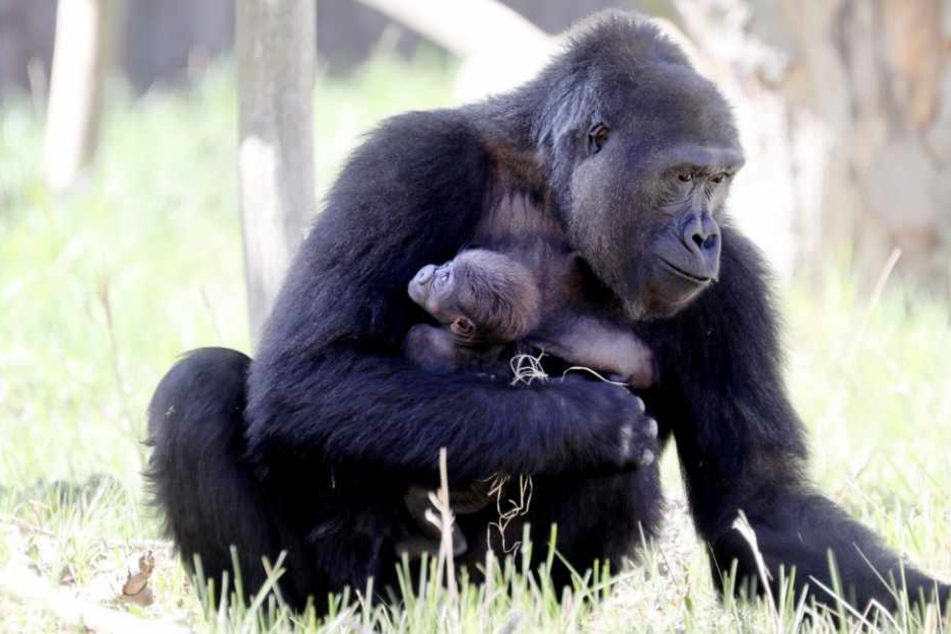 Gorillaweibchen Yene ist mit ihrem gut fünf Wochen alten Mädchen in der Außenanlage des Darwineums unterwegs.