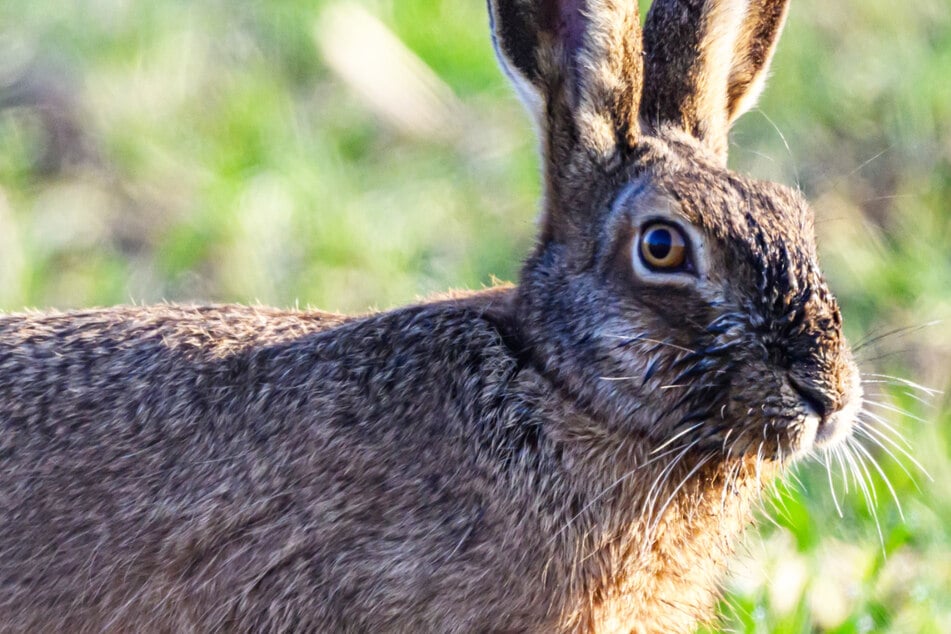 Vor allem Feldhasen sind von der Hasenpest betroffen - die Tierkrankheit kann auf Menschen überspringen.