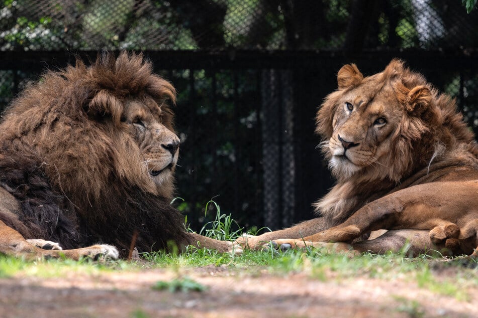 Raubtier-Attacke im Zoo: Frau verliert Arm nach Löwen-Angriff