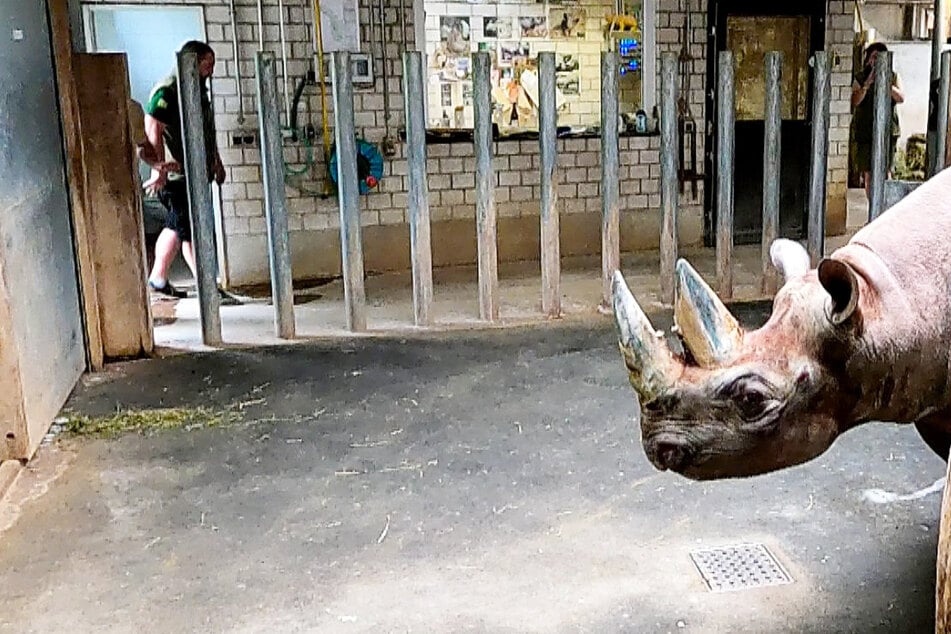 Neues Nashorn im Zoo Leipzig: Gut, dass Metallstäbe zwischen Maburi und Pfleger Robert sind!
