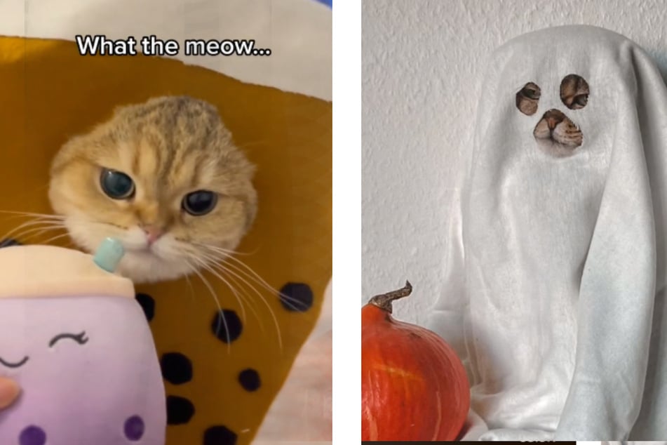 A cat named Papaya is going as bubble tea for Halloween this year, while a cat called Louis was forced into do the #ghosttrend.