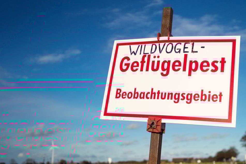 Vogelgrippe in Nordrhein-Westfalen: So viele Betriebe sind betroffen