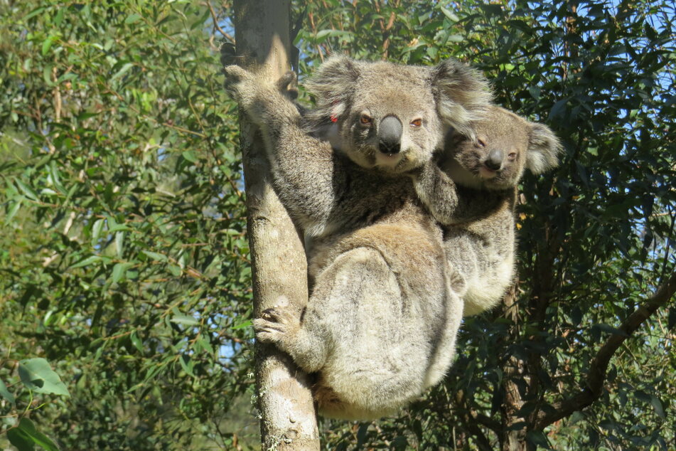 Allein durch die Buschfeuer, die in den letzten Jahren in Australien gewütet haben, kamen Tausende Koalas ums Leben.