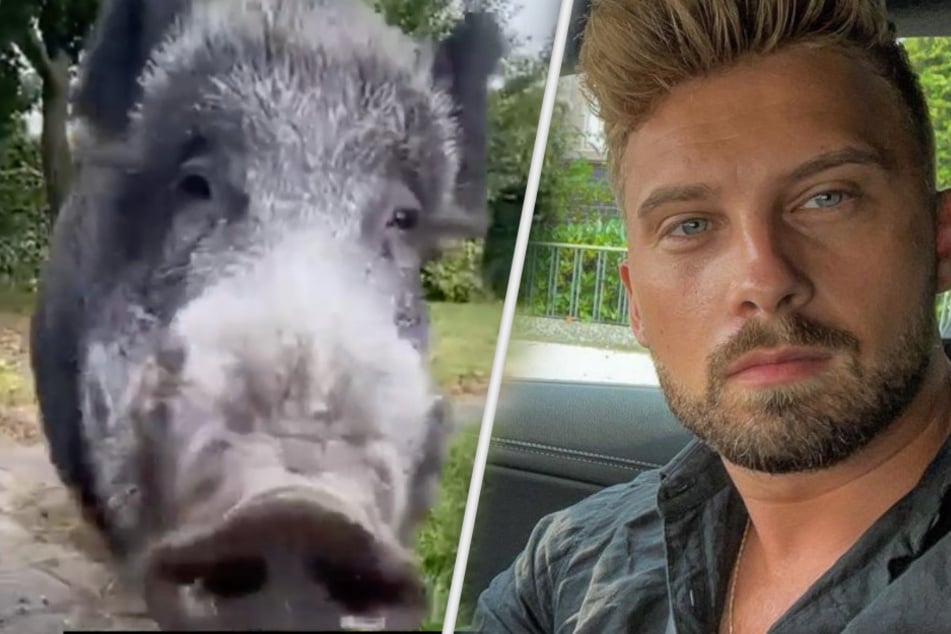 "Bachelor" Dominik Stuckmann (30) machte auf seinem Instagram-Kanal Platz für eine tierisch schöne Geschichte.