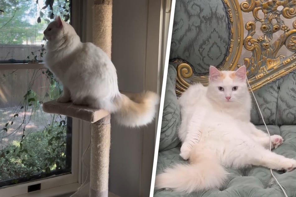 Katze stirbt bei OP: Dann trifft Frau eine ungewöhnliche Entscheidung