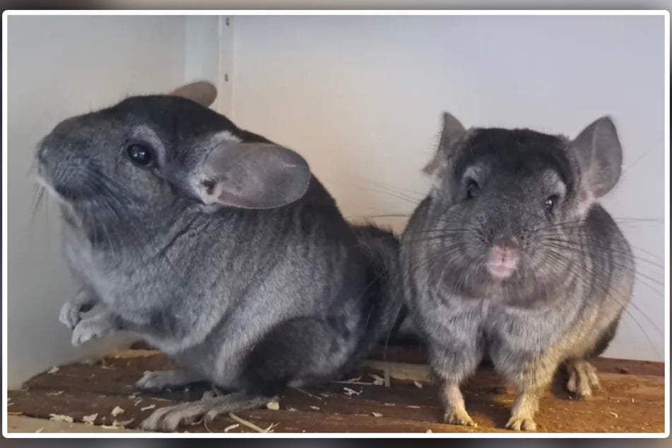 Chinchillas können bis zu 20 Jahre alt werden.