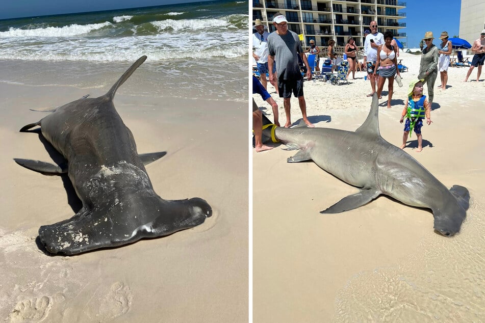 Einen toten Hammerhai spülte es an einen Strand in den USA. Die Badegäste nahmen die Sache gelassen.