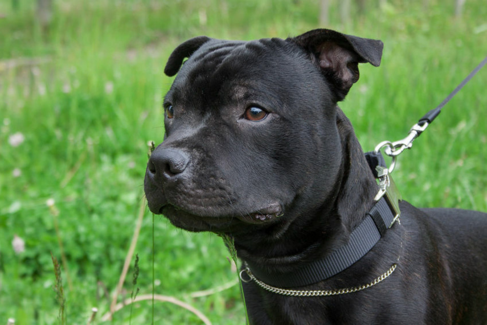 Ein Staffordshire Bullterrier biss einer Fußgängerin in den Arm (Symbolbild).