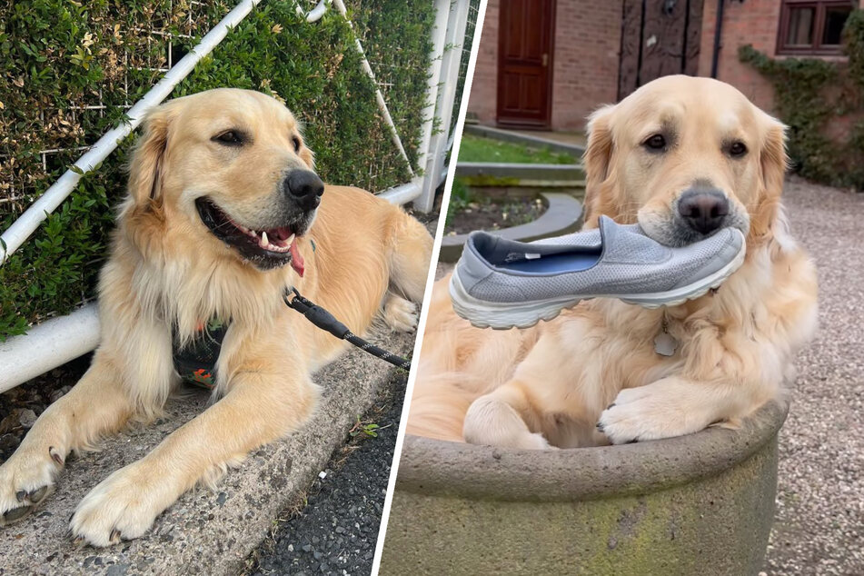 Paddy the dog loves to curl up in a flowerpot in the yard.