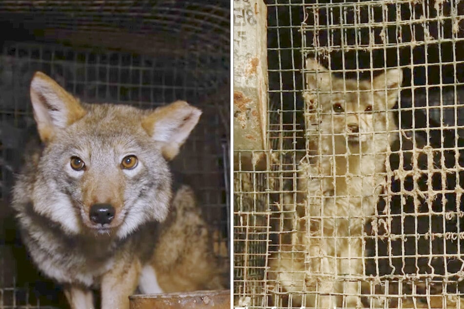 Zahlreiche Tiere waren verängstigt und waren gegenüber den Helfern misstrauisch.