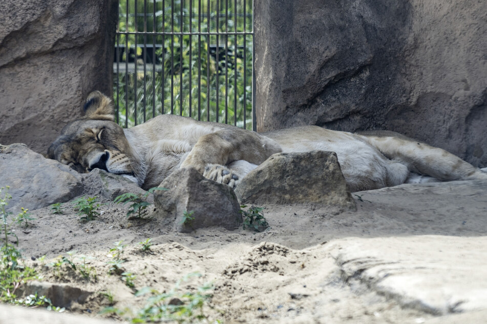 Erfrischender Durchzug wurde den schläfrigen Löwen vom Zoo-Personal verordnet.