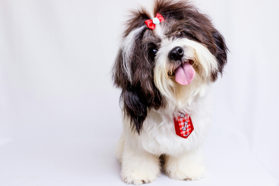 Shih Tzus are cute little dudes with big personalities.