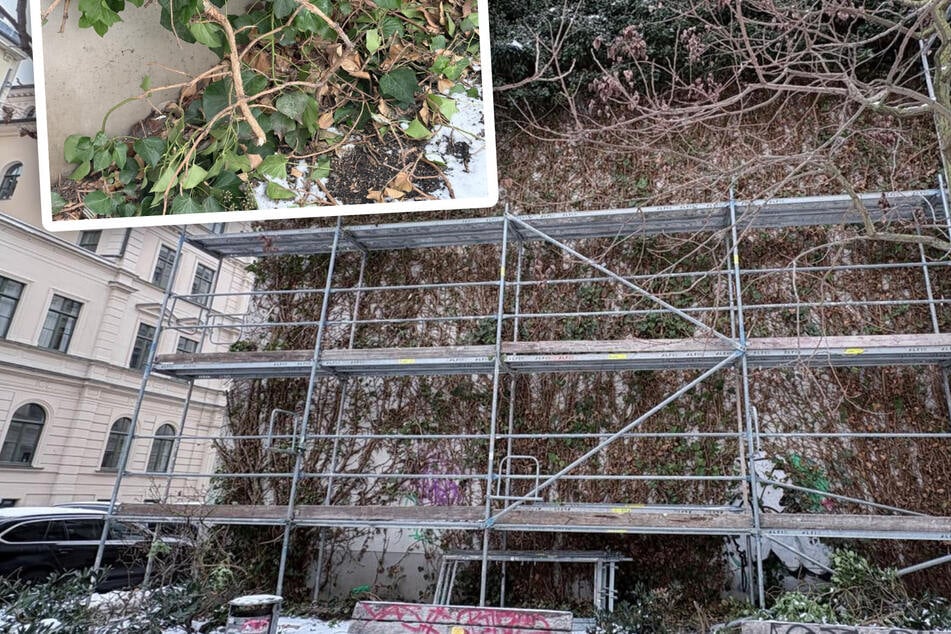 Leipzig: Endloser Streit um Leipzigs älteste Fassadenbegrünung: Ämter wehren sich gegen harte Kritik