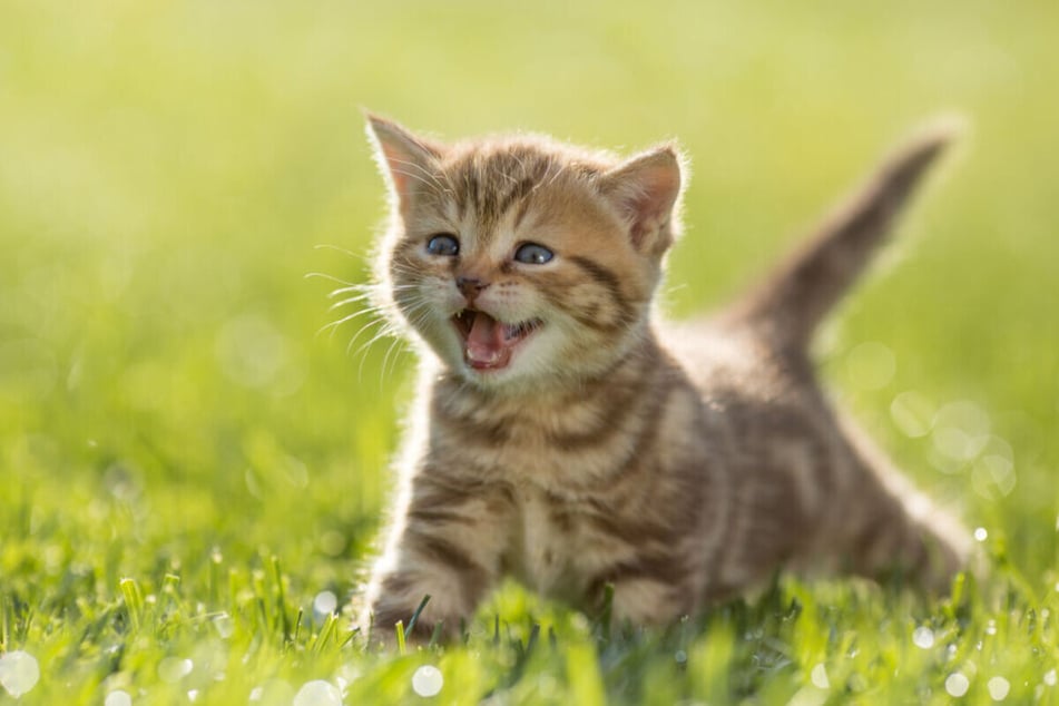 Kitten miauen – z. B. wenn sie nach ihrer Mutter suchen.