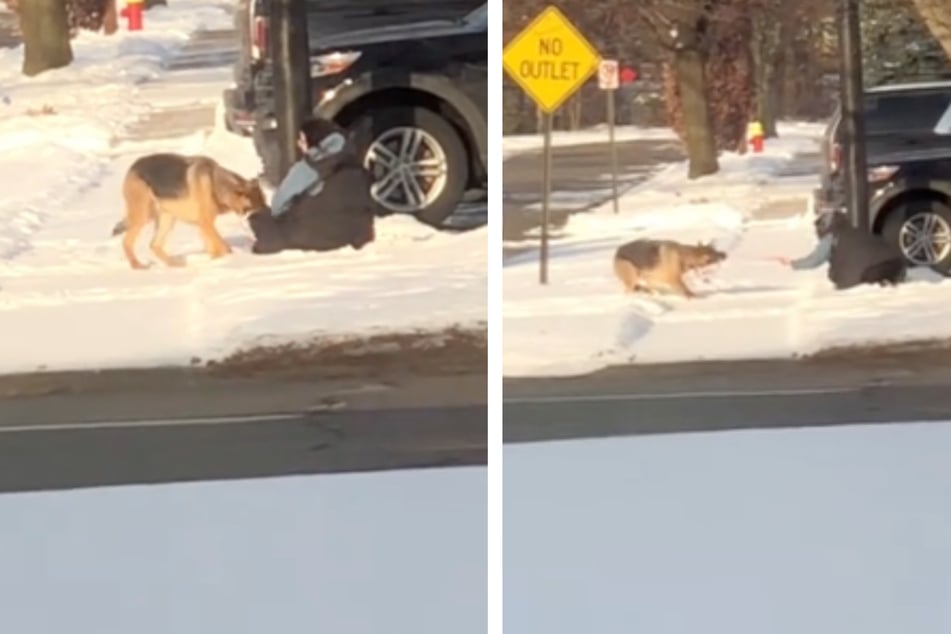 Die Frau kämpft mit ihrem Schäferhund, der einfach keine Lust auf den Tierarzt-Besuch hat.